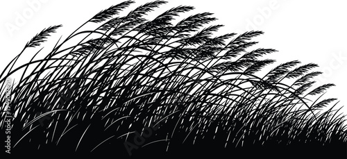 Grass reeds silhouette blowing in the wind isolated on white background in cad drawing flat vector illustration style for nature.
