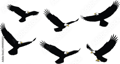 Bald eagle flying, majestic raptor in flight, powerful bird of prey, freedom symbol, wildlife illustration, soaring eagle, landing pose, nature art
