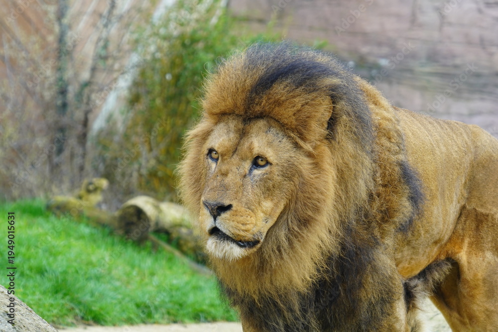 Obraz premium African Lion