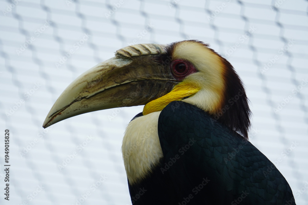 Obraz premium Wreathed hornbill