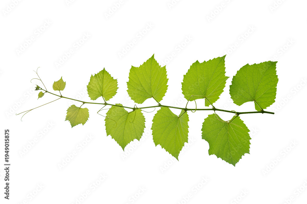 Fototapeta premium vine frame leaf vine circle Isolate on transparent background PNG file
