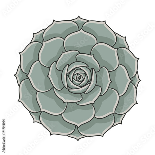 Top view illustration of a symmetrical succulent plant.
