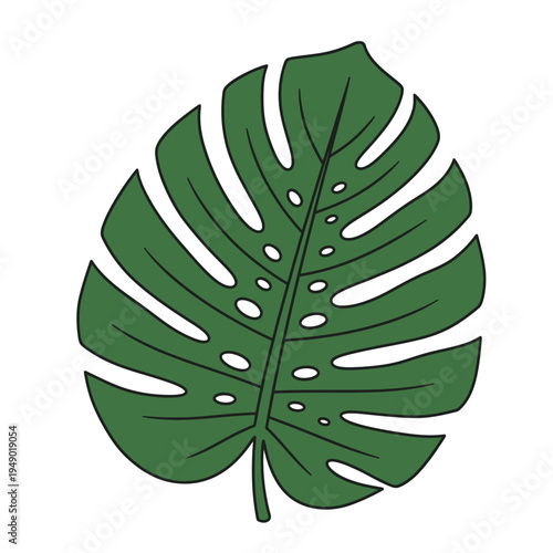 Monstera Deliciosa Leaf Illustration.