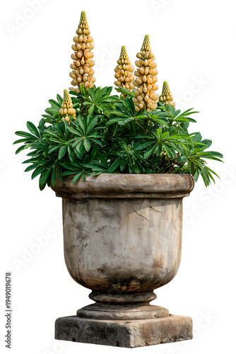 Peach lupin flowers in weathered classical stone urn planter with green foliage isolated on transparent background. PNG