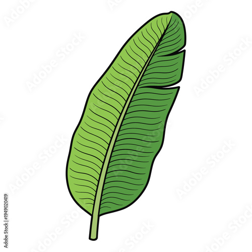 Vibrant Green Banana Leaf Illustration with Detailed Veins.