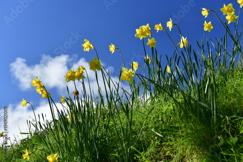 Springbank, Jersey, U.K. Daffodils on a field hedgerow.