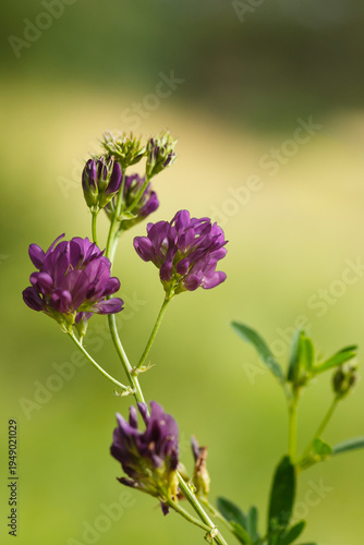 Billede på lærred Pflanze Bastard Schneckenklee (Medicago sativa ssp. varia)