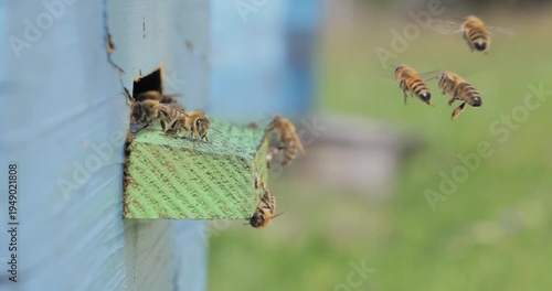 Honey bees fly near a beehive. Bees are best known to humans for their ecological roles as pollinators. Honey bees flying into wooden beehives.