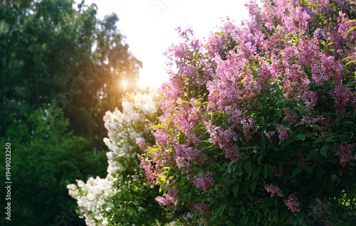 Schilderij op canvas Blossoming colorful lilac bushes in spring sunny garden, abstract nature background