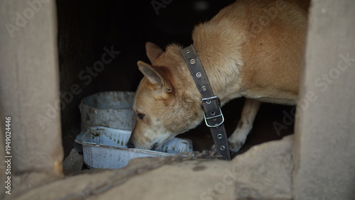 Slika na platnu poor animal welfare, the dog is in poor conditions, animal care, have fun and en