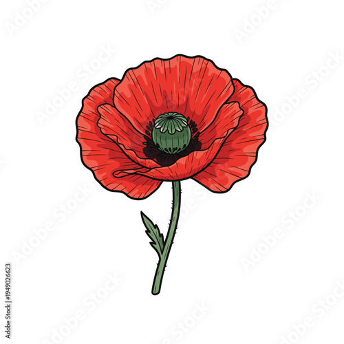 Vibrant Red Poppy Flower Illustration with Green Stem.