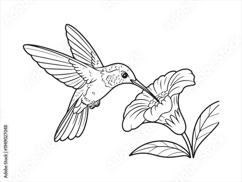 Hummingbird bird with flower line art, Outline Drawing of Hummingbird with Flower, Nature Wildlife Vector Illustration