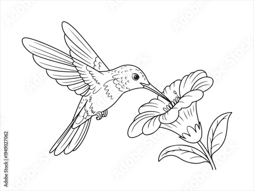 Hummingbird bird with flower line art, Outline Drawing of Hummingbird with Flower, Nature Wildlife Vector Illustration