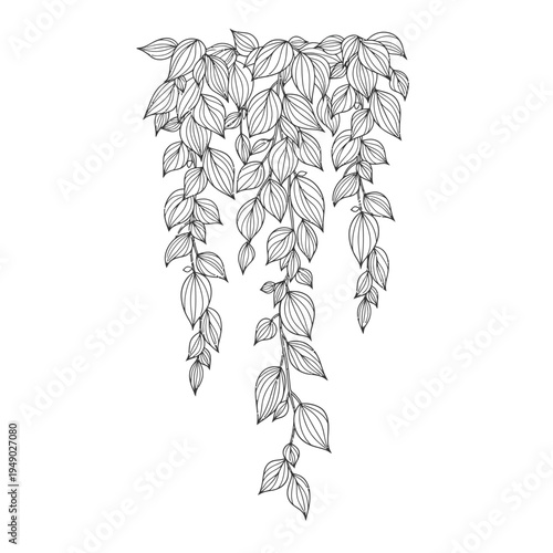 Elegant Hanging Vine Illustration with Detailed Leaves.