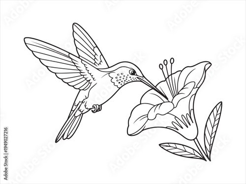 Hummingbird bird with flower line art, Outline Drawing of Hummingbird with Flower, Nature Wildlife Vector Illustration