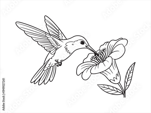 Hummingbird bird with flower line art, Outline Drawing of Hummingbird with Flower, Nature Wildlife Vector Illustration