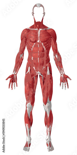 Warrior with sword anatomy illustration of human body muscles and skeleton.