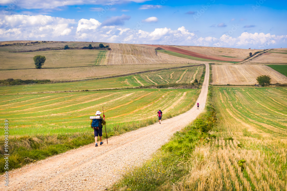 Fototapeta premium Pilgrims hiking through the vineyard landscapes of La Rioja on the Camino de Santiago French Way. Travelers walking a rural dirt path toward the horizon in Northern Spain.
