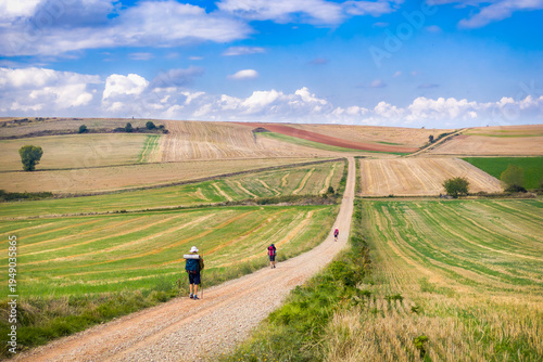 Pilgrims hiking through the vineyard landscapes of La Rioja on the Camino de Santiago French Way. Travelers walking a rural dirt path toward the horizon in Northern Spain.