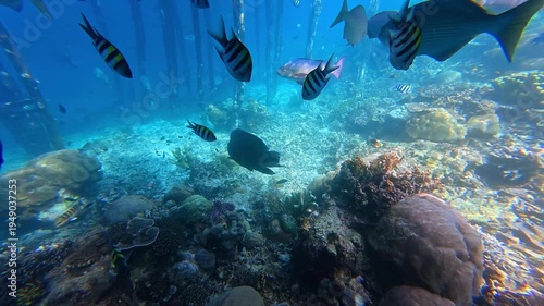 Underwater Wonders of the Tropical Reef with  Bumphead parrotfish  as Beauty of Coral Reef Biodiversity with ocean sea background	