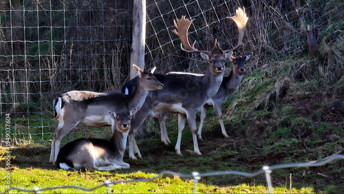deer in the woods