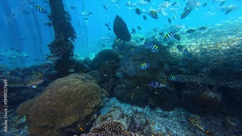 Underwater Wonders of the Tropical Reef with  Bumphead parrotfish  as Beauty of Coral Reef Biodiversity with ocean sea background	