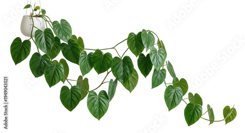 Heartleaf Philodendron Hanging Houseplant Vine Isolated PNG