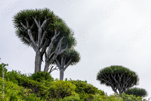 hiking tour with Canary Island dragon tree, La Palma
