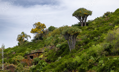 hiking tour with Canary Island dragon tree, La Palma