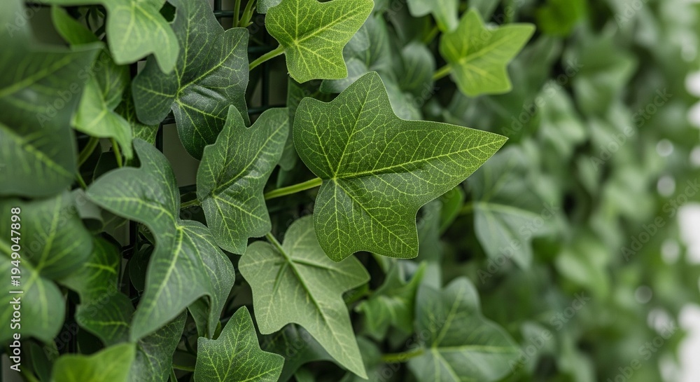 Fototapeta premium A detailed macro shot of ivy leaves climbing a wall. The image highlights the intricate vein patterns and the fresh green color of the young leaves.