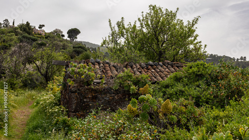 hiking tour with Canary Island dragon tree, La Palma