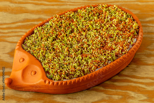 Photos Germinating cress seeds after three days from sowing in a hedgehog-shaped clay pot