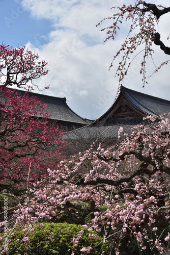 世界遺産東寺　紅梅とピンクの枝垂れ梅(京都市南区)　