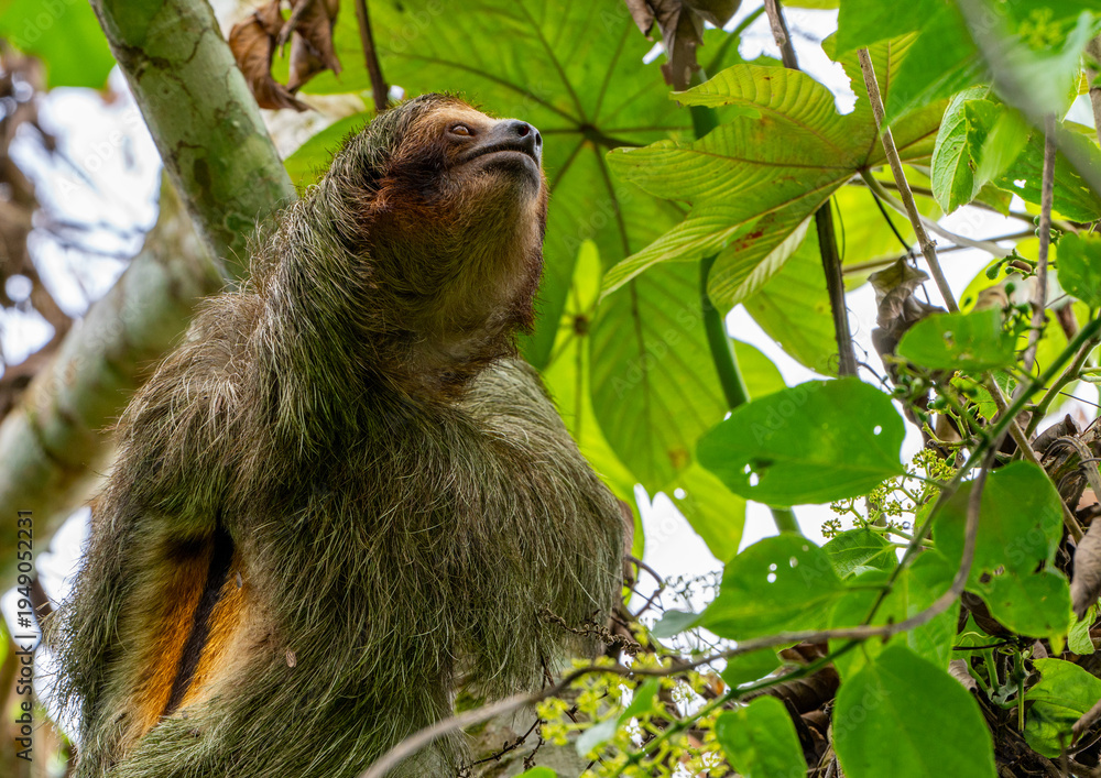 Obraz premium A brown-throated sloth (Bradypus variegatus) in Costa Rica by La Fortuna