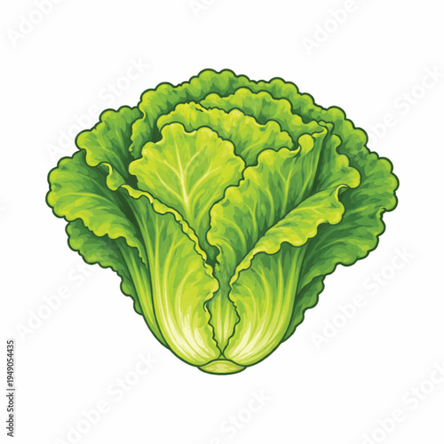 lettuce icon white background.