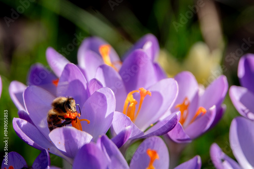 Biene sammelt Nektar und Pollen auf Krokussen