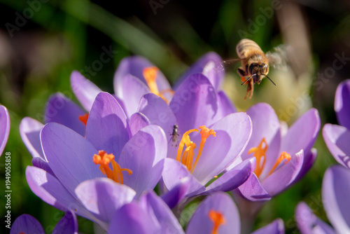 fliegende Biene bei Krokussen