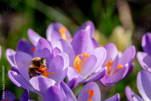 Biene sammelt Pollen auf Stempel eine Krokusblüte