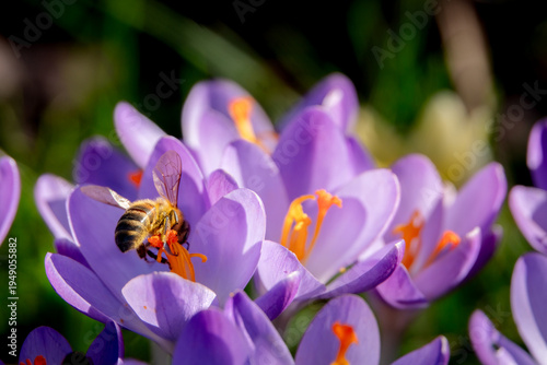 Nektar trinkende Biene in Krokus Blüte