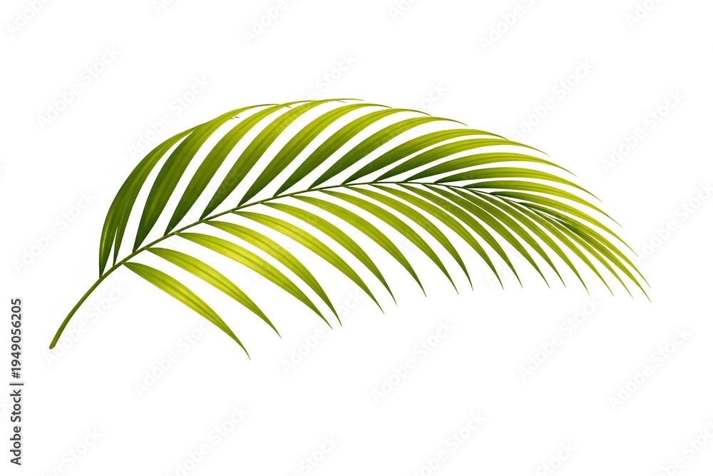 Obraz premium Tropical Palm Leaf with Long Elegant Fronds and Natural Green Texture Isolated on White Background, Exotic Jungle Plant Foliage for Botanical Nature Design