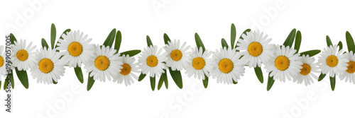 White daisies with yellow centers and green leaves flowers isolated on a transparent background