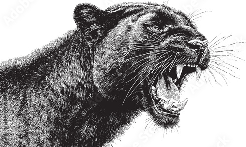 A roaring panther. Traditional tattoo silhouette.