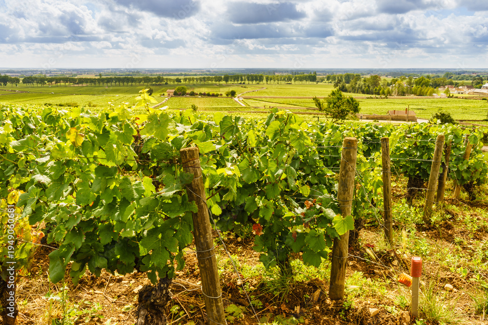 Obraz premium Green vineyards. Pommard wine region, Bourgogne-Franche-Comte in France. Route des Grands Crus.