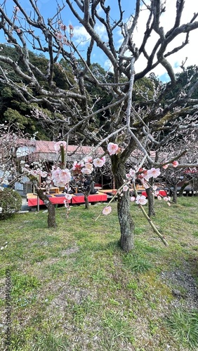 Plum Blossoms 梅の花