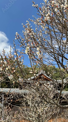 Plum Blossoms 梅の花
