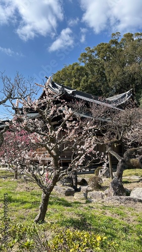 Plum Blossoms 梅の花