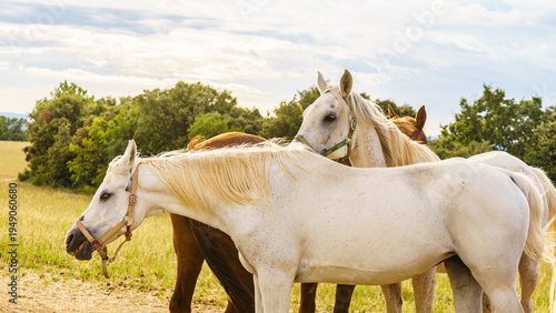 Horses graze in a green field during a sunny day in the countryside