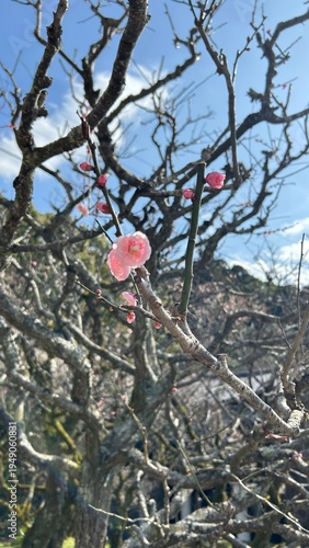 Plum Blossoms 梅の花