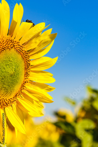 Sunflowers bloom under a clear blue sky in a vibrant field during the warm summer in rural countryside
