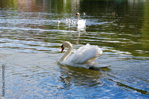 Bild auf Leinwand A mute swan (Cygnus olor) swimming on the water with its chicks